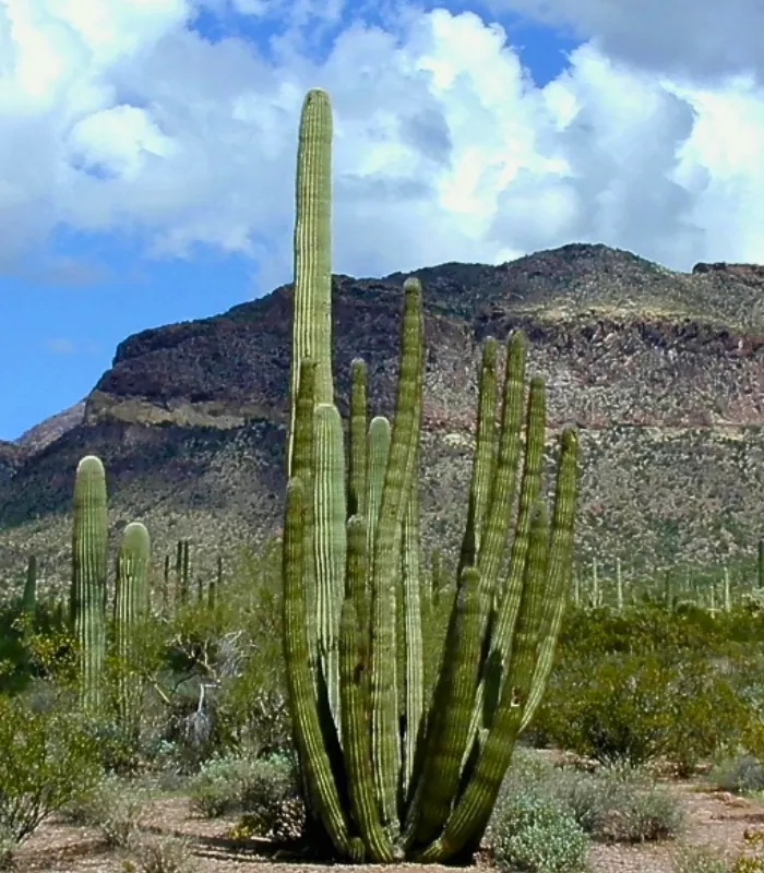 Alamo Canyon Campground