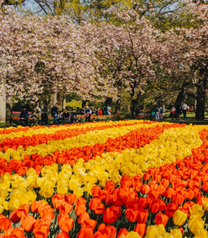 Amsterdam Netherlands Spring Tulip Season