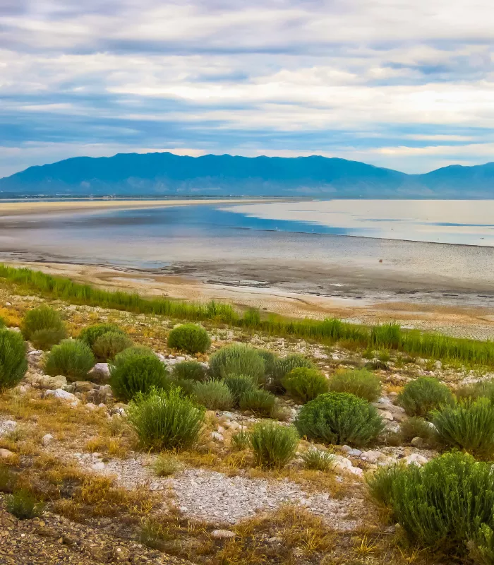 Antelope Island State Park Bugs