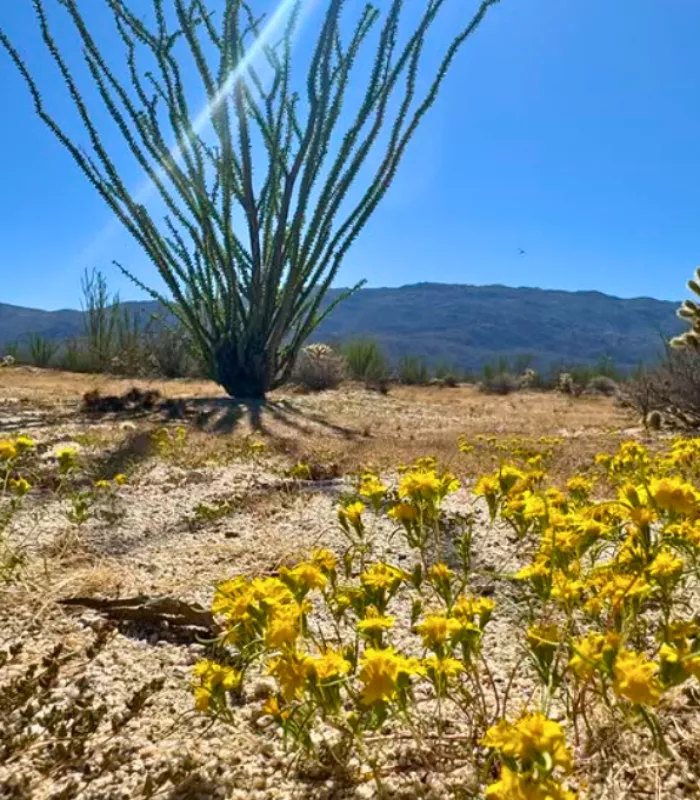 Anza Borrego Desert State Park