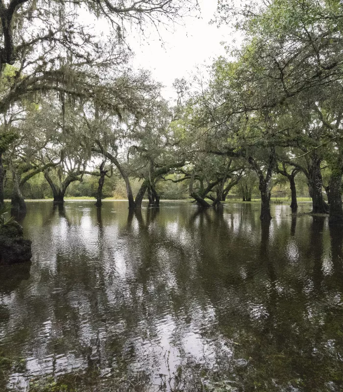 Arcadia Florida.webp