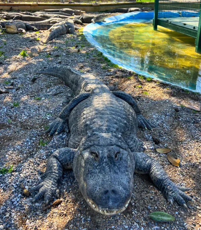 Arkansas Alligator Farm and Petting Zoo Hot Springs