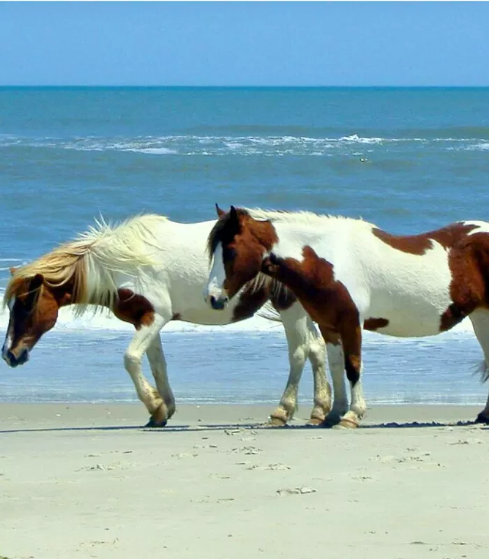 Assateague Island Pony Viewing Areas Berlin