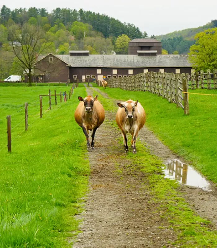 Billings Farm and Museum Woodstock