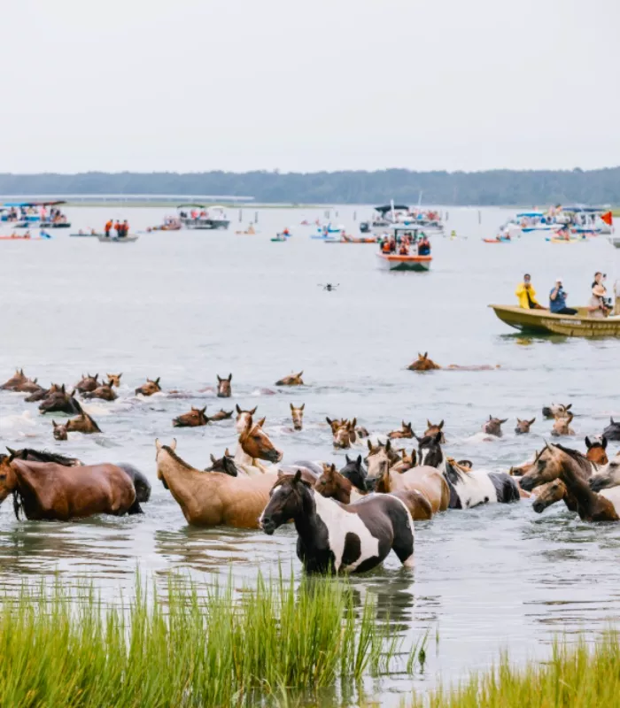 Chincoteague Pony Centre