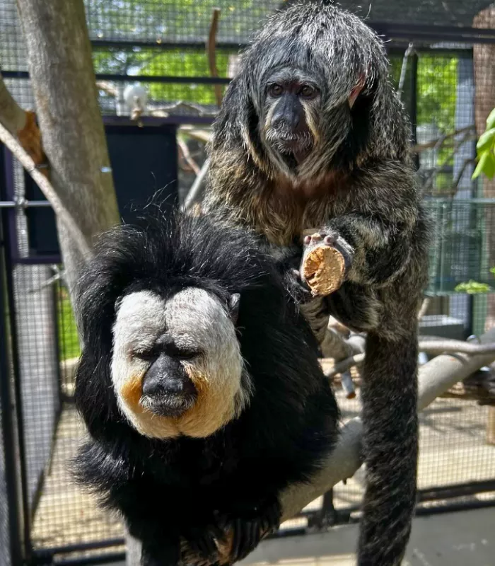 Delaware Brandywine Zoo