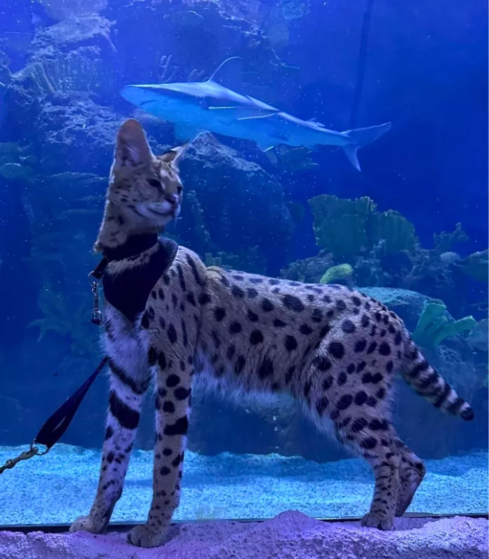 Downtown Aquarium Houston