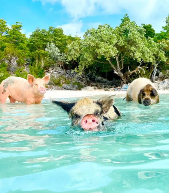 Exuma Swimming Pigs Tour