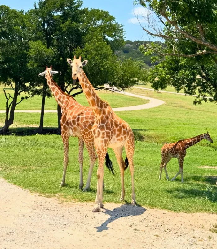 Fossil Rim Wildlife Center Glen Rose