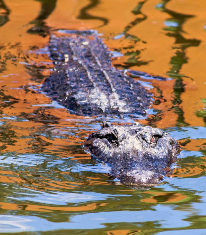 Gatorland Orlando Florida