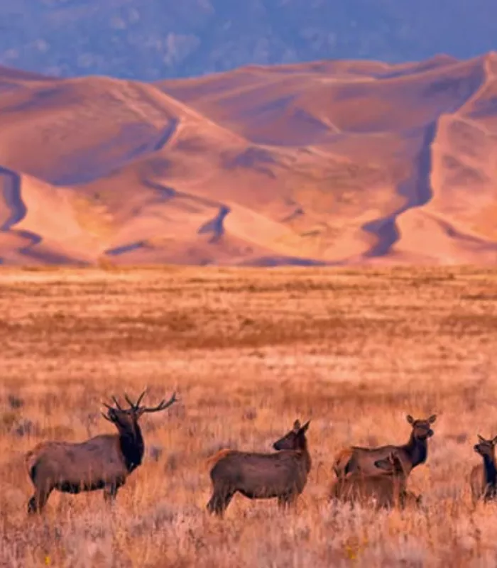 Great Sand Dunes National Park