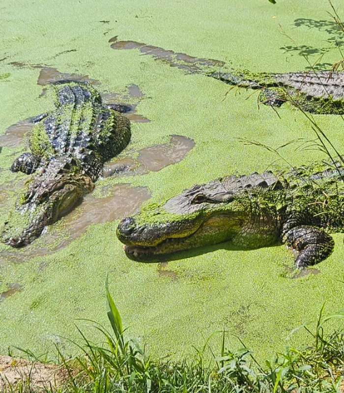 Gulf Coast Alligator Sanctuaries
