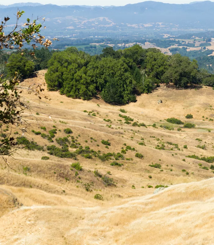 Healdsburg California.webp