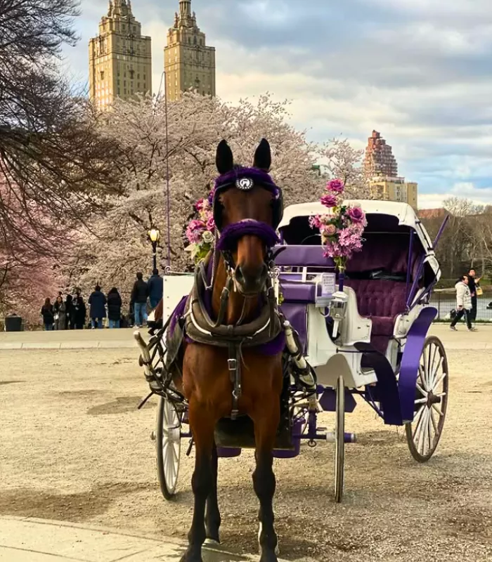 Horse Drawn Carriages Central Park New York