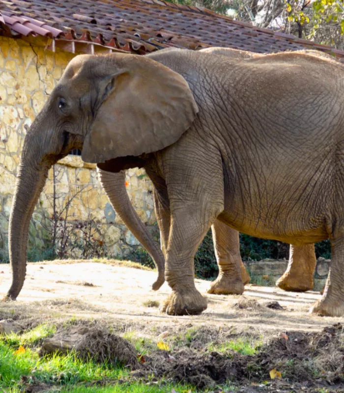 Jackson Zoo