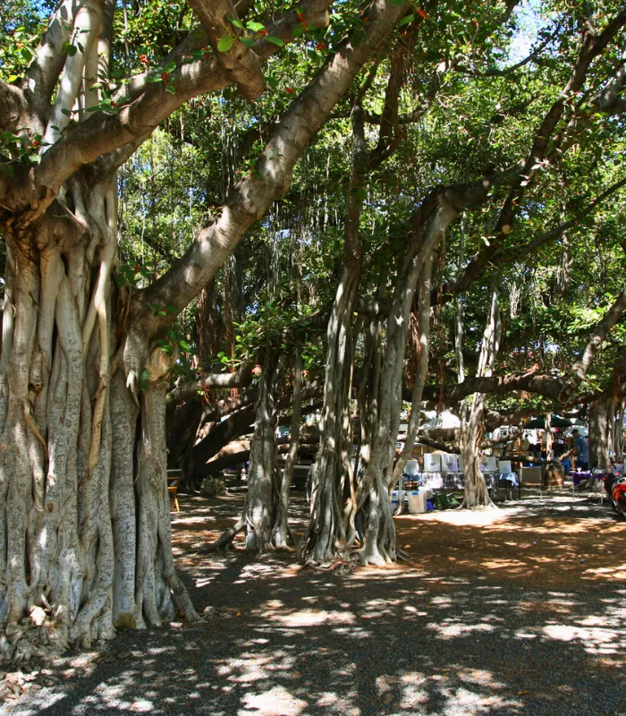Lahaina Banyan Tree Maui