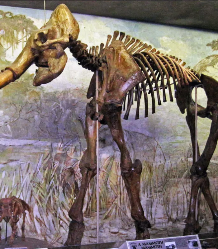 Largest Mammoth Fossil Crawford