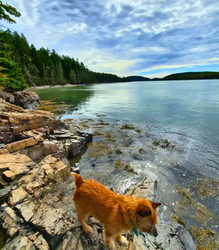 Machias Maine.webp