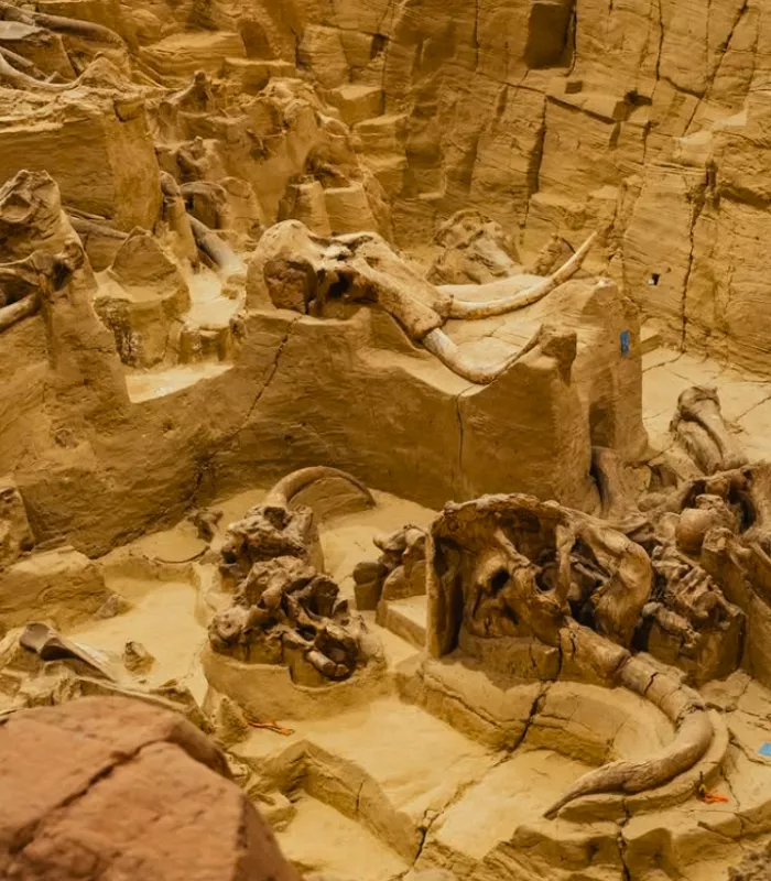 Mammoth Site South Dakota