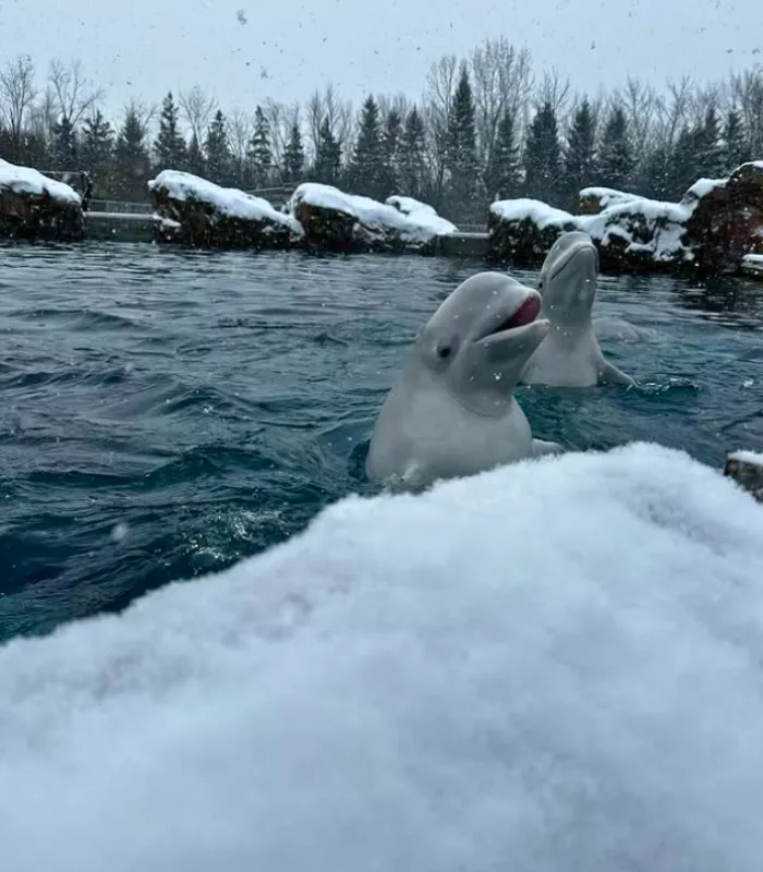 Marineland Niagara Falls