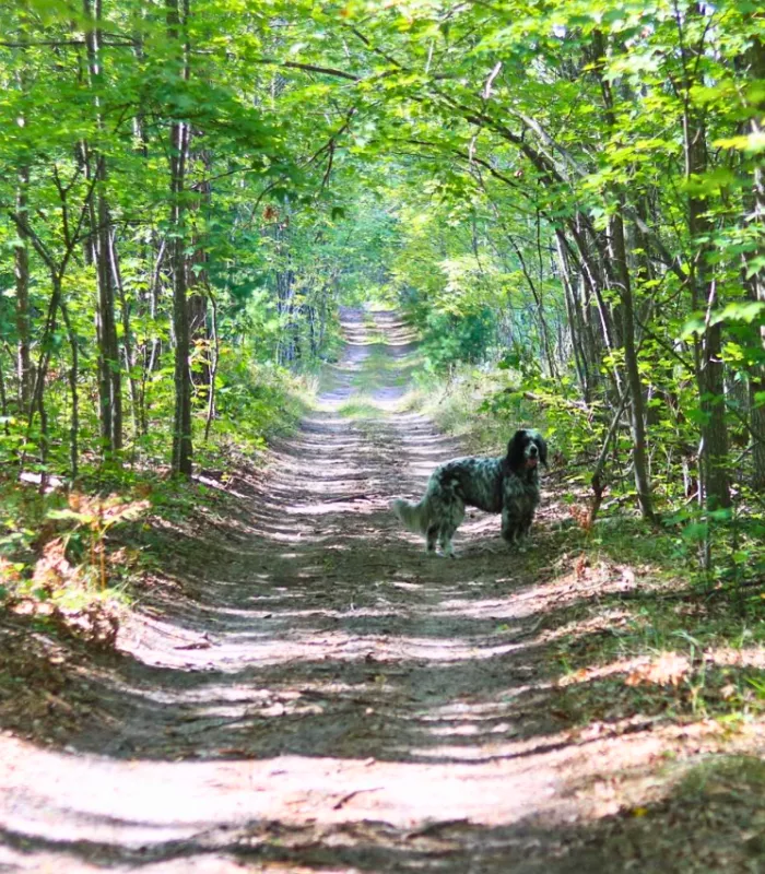Montmorency Michigan.webp