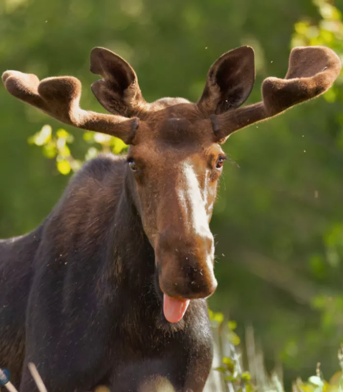 Moose Encounters on Trails