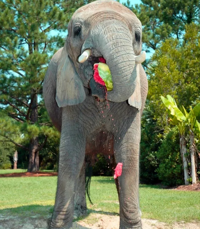 Myrtle Beach Safari