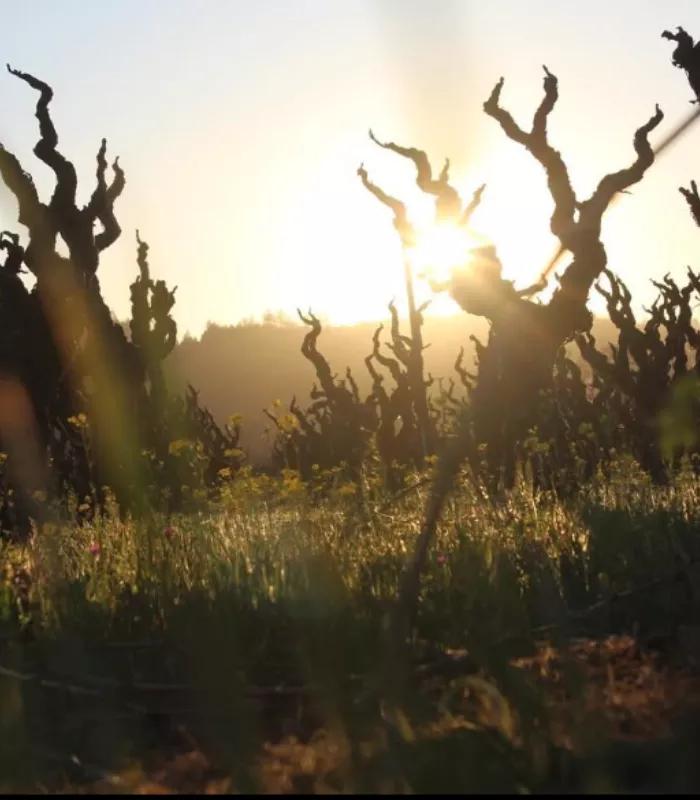 Napa California.webp