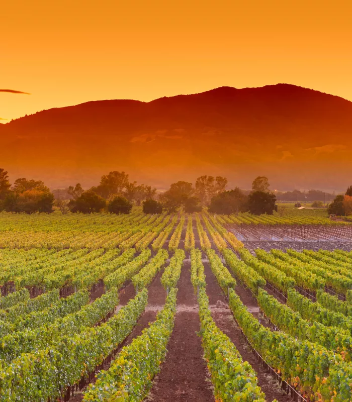 Napa Valley Wine Train.webp