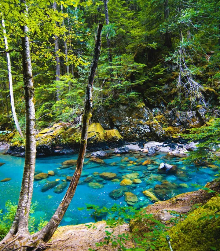 Ohanapecosh Campground