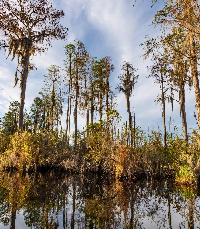 Okefenokee Swamp Park Georgia