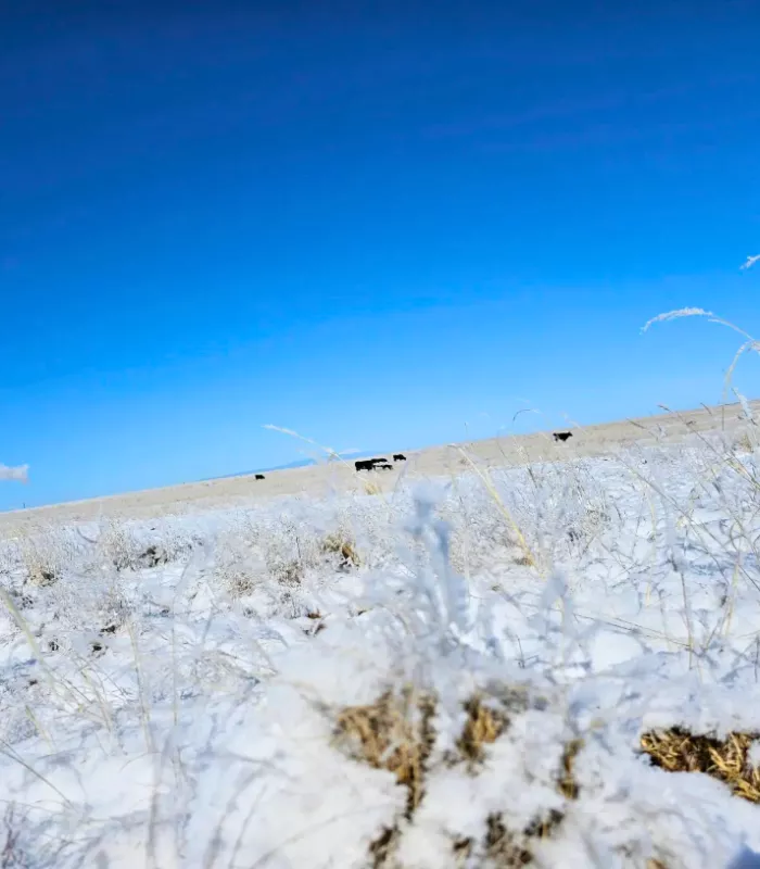 Olney Springs Colorado.webp