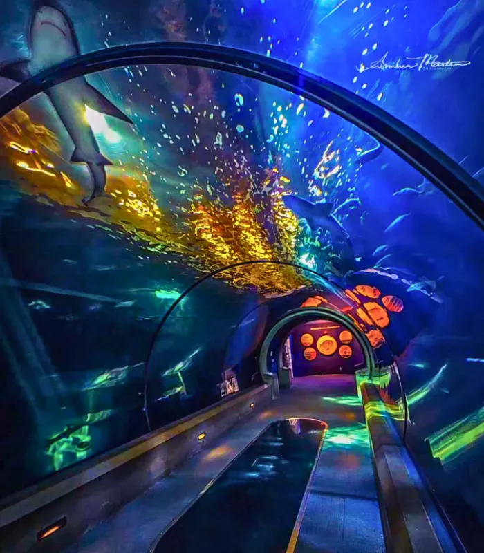 Oregon Coast Aquarium Touch Tanks Newport