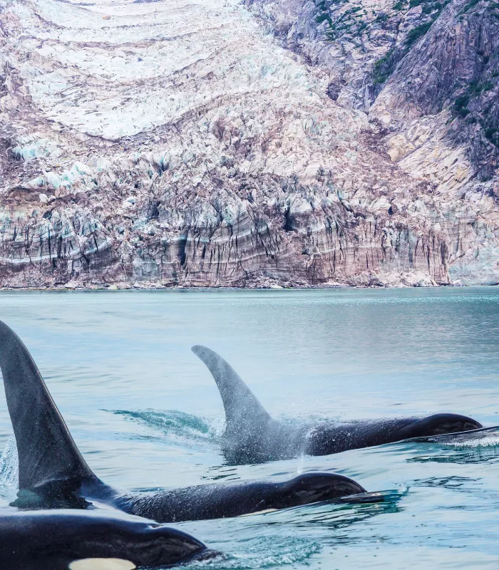 Overpriced Wildlife Tours