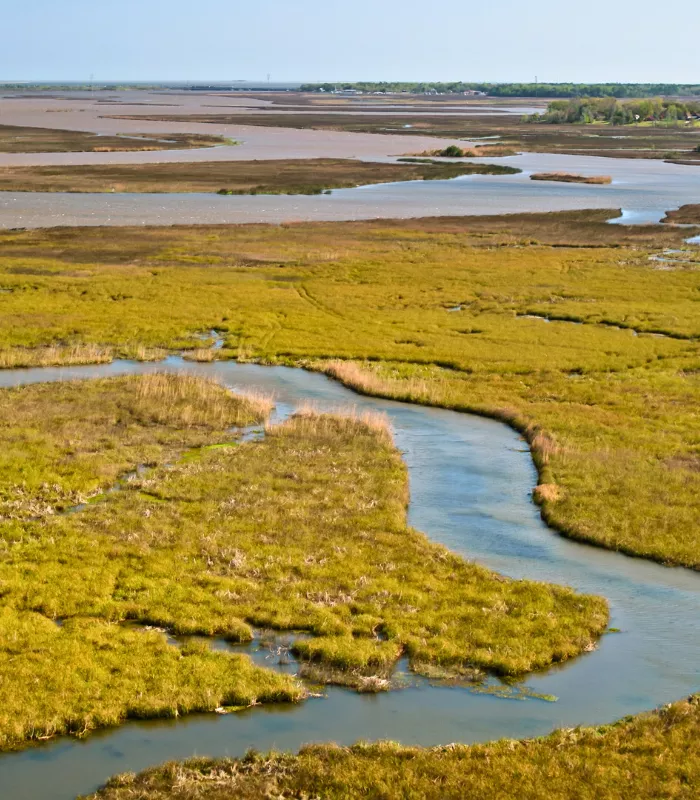 Pascagoula River Swamp Tours