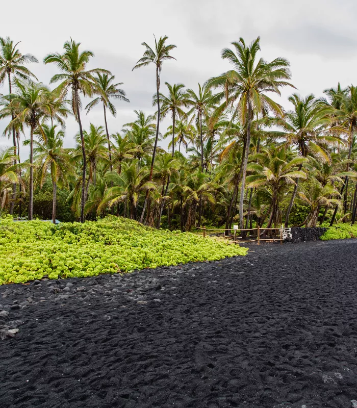 Punaluu Black Sand Beach Big Island