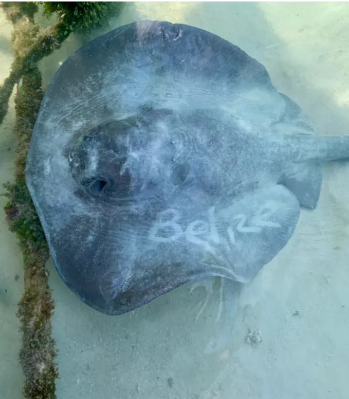 Ray Stingray Encounter