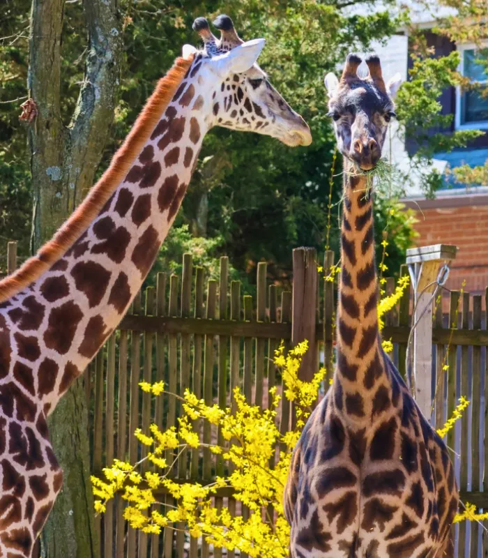 Roger Williams Park Zoo Providence Rhode Island