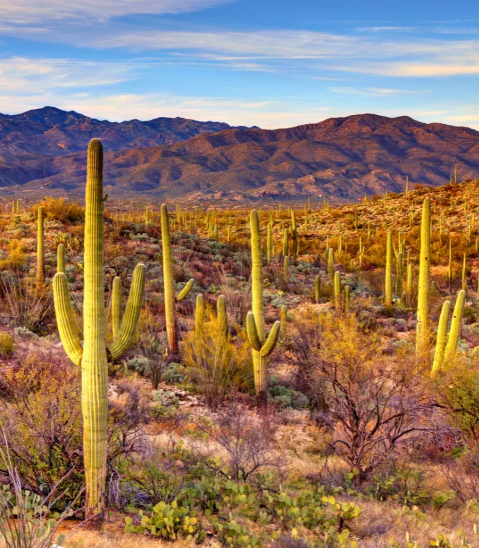 Saguaro National Park Arizona