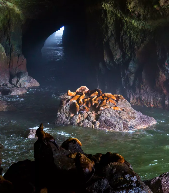 Sea Lion Caves Florence