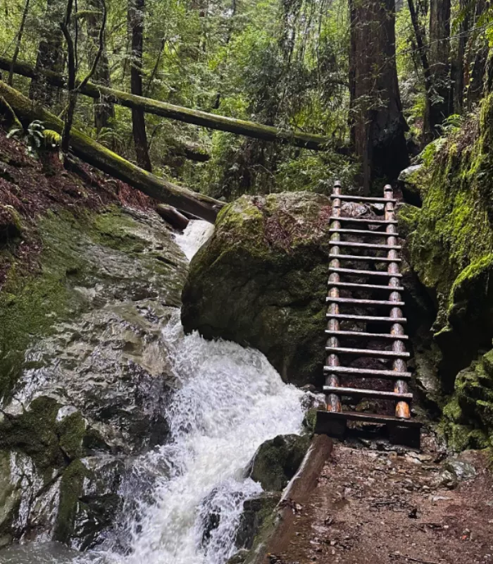 Steep Ravine Mount Tamalpais State Park