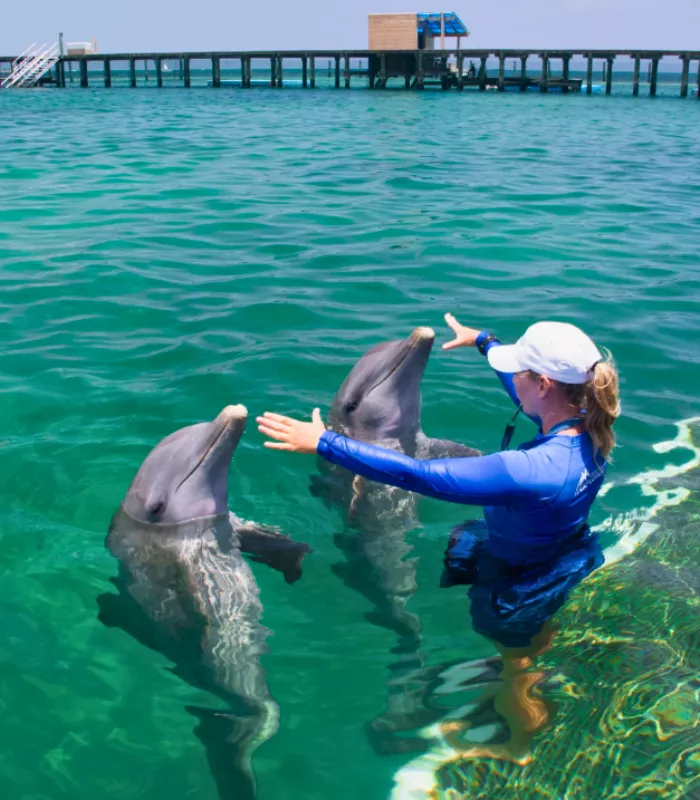Swimming with Captive Dolphins
