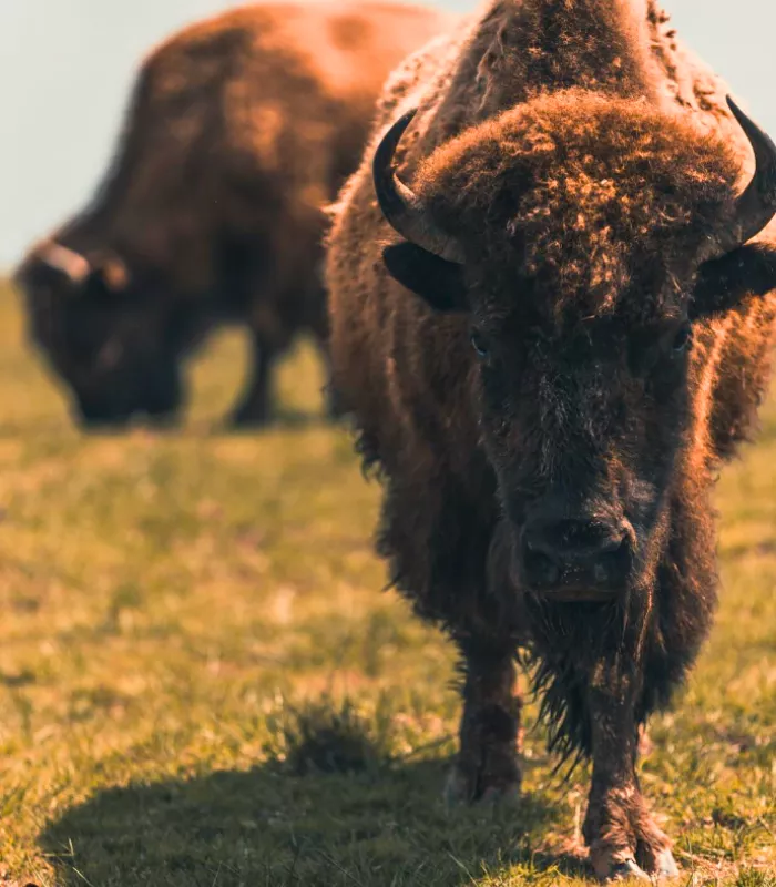 Tupelo Buffalo Park