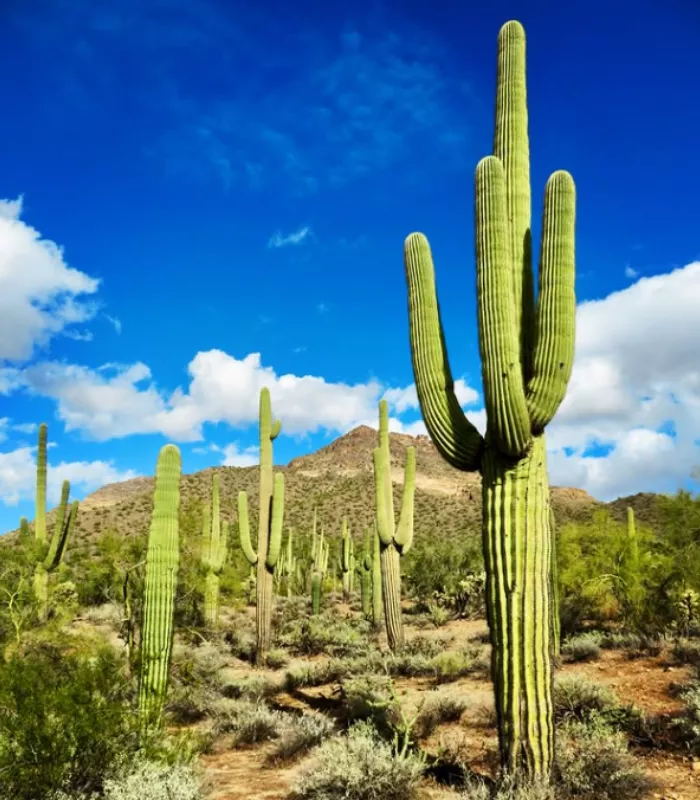 Usery Mountain Regional Park