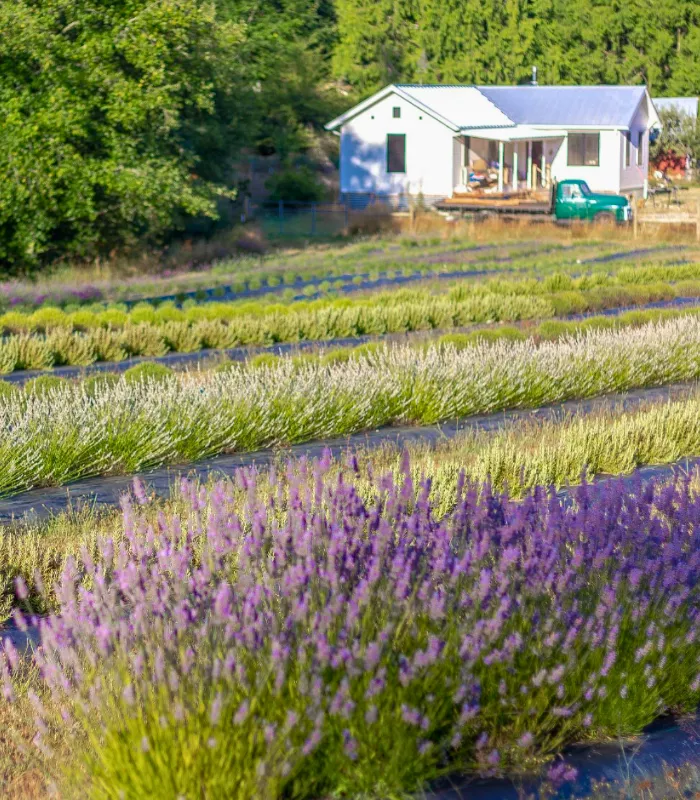 Whidbey Island Lavender Farms