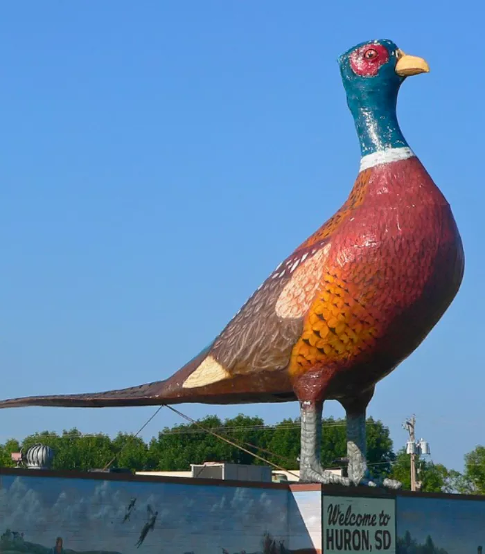 Worlds Largest Pheasant Huron