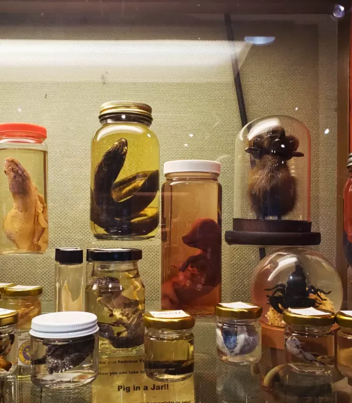 Ye Olde Curiosity Shop